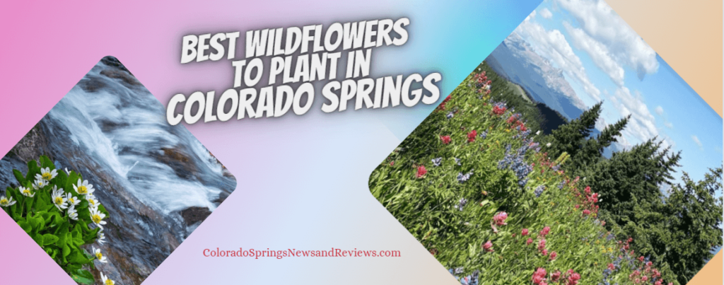 colorado-springs-wildflowers