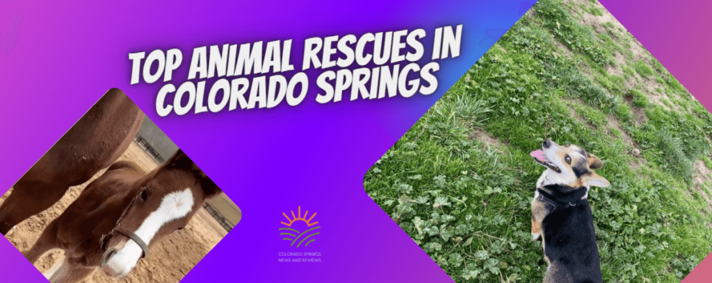 animal-rescue-colorado-springs